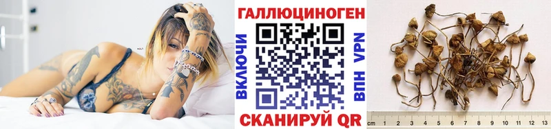 hydra как войти  Балашов  Псилоцибиновые грибы Psilocybe 